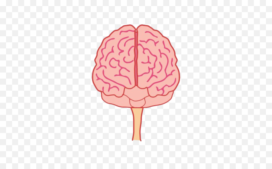 Brain Front View Png Image With - Brain Png Front,Brain Transparent Background