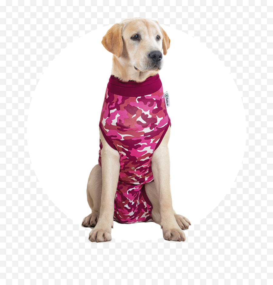 Recovery Suit Dog - Suitical Png,Labrador Retriever Icon