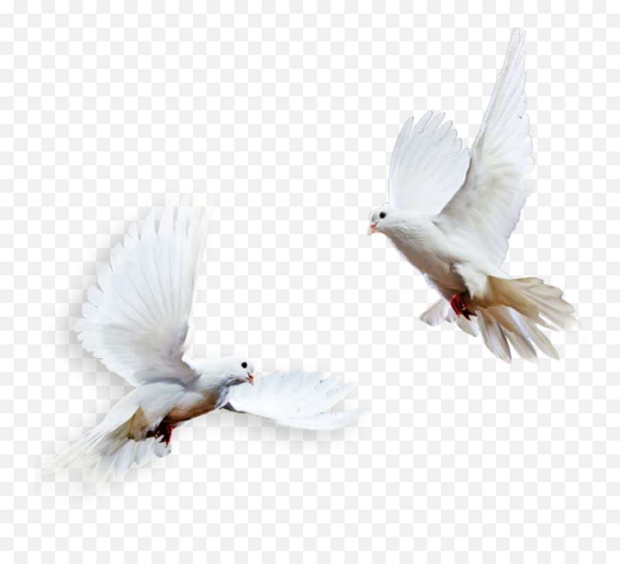 Ftestickers Birds Pigeons Doves White - Columbidae Png,Pigeons Png