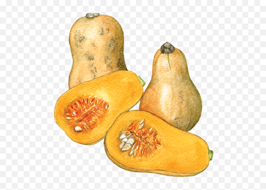 Waltham Butternut Squash Helen Krayenhoff - Butternut Squash Watercolor Png,Squash Png