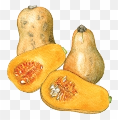 Waltham Butternut Squash Helen Krayenhoff - Butternut Squash Watercolor Png,Squash Png