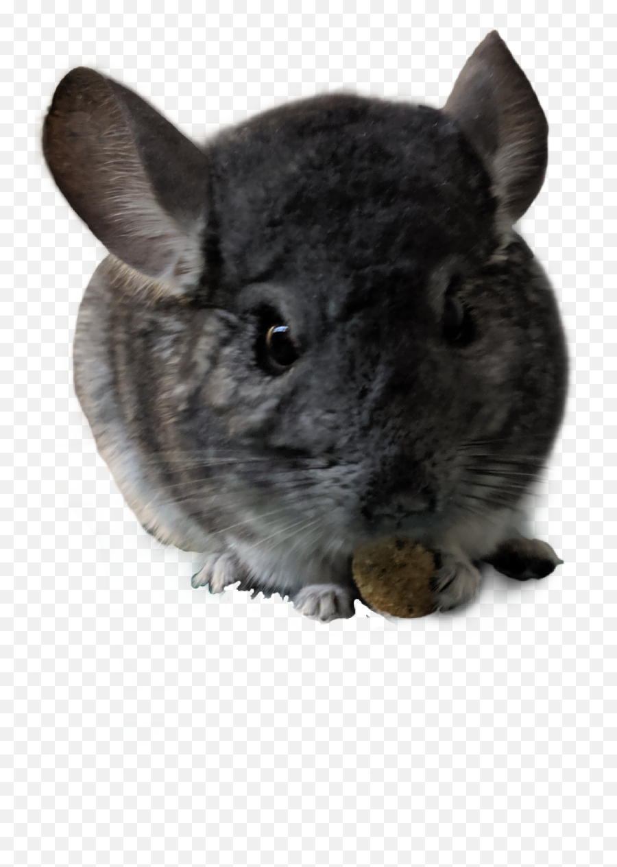 Chinchilla - Mouse Png,Chinchilla Png