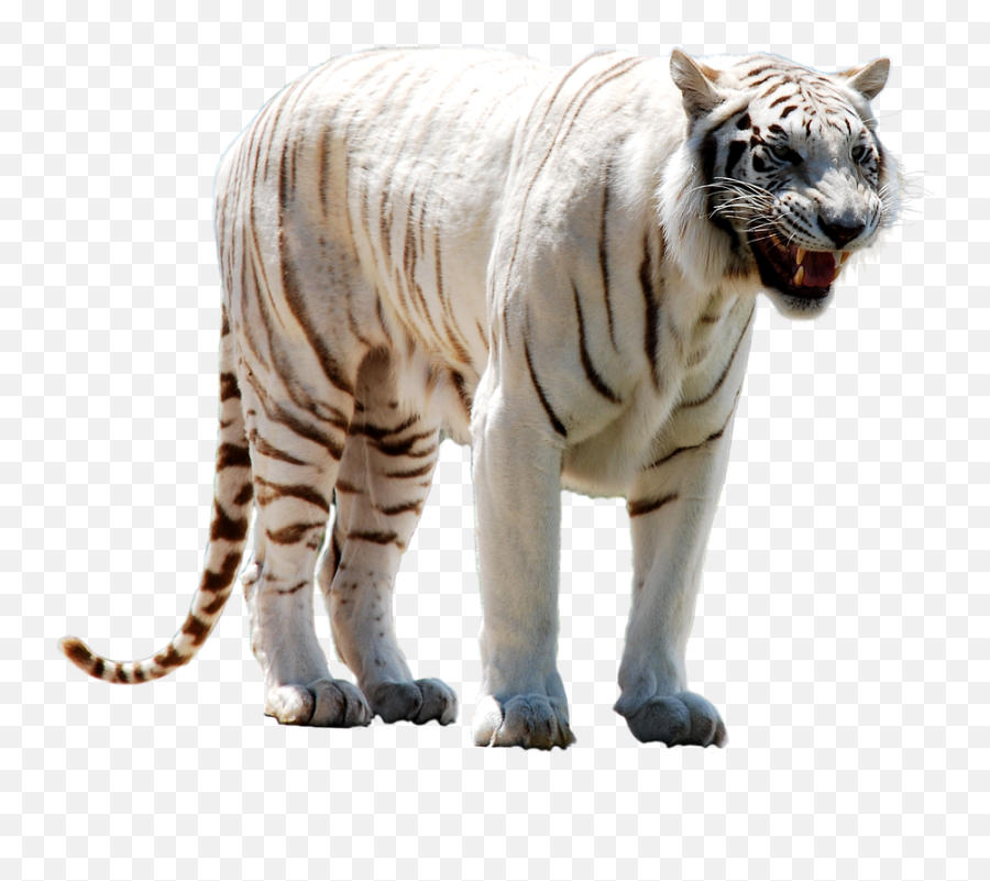 Download Hd White Tiger Face Png - White Tiger Transparent Mythical White Tiger Transparent,Tiger Face Png