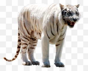 Download Hd White Tiger Face Png - Transparent Mythical