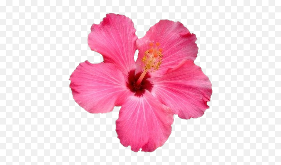 Flower Png Freetoedit - Sticker By Hibiscus Flower,Hawaiian Flower Png