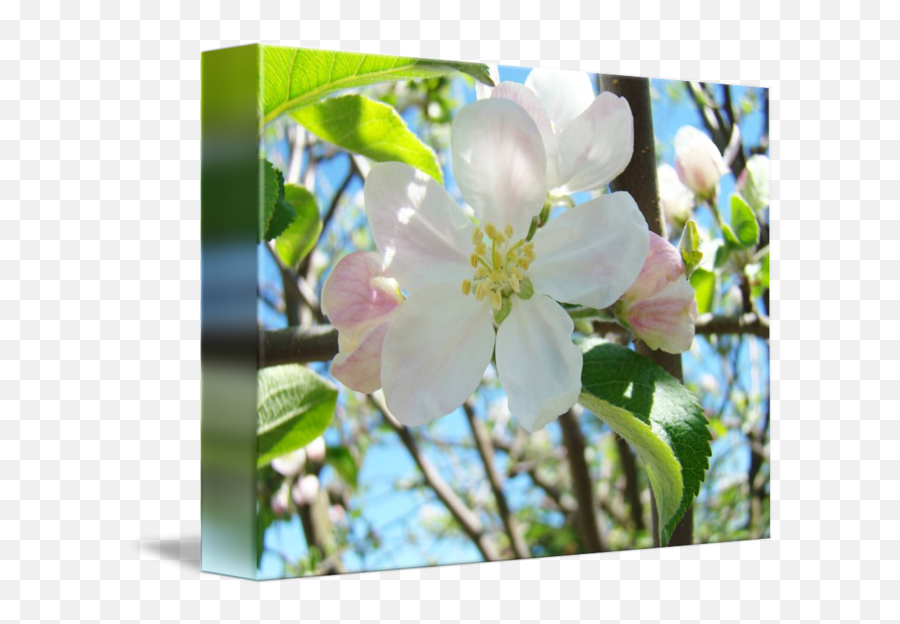 Transparent Spring Apple Tree - Evergreen Rose Png,Apple Tree Png