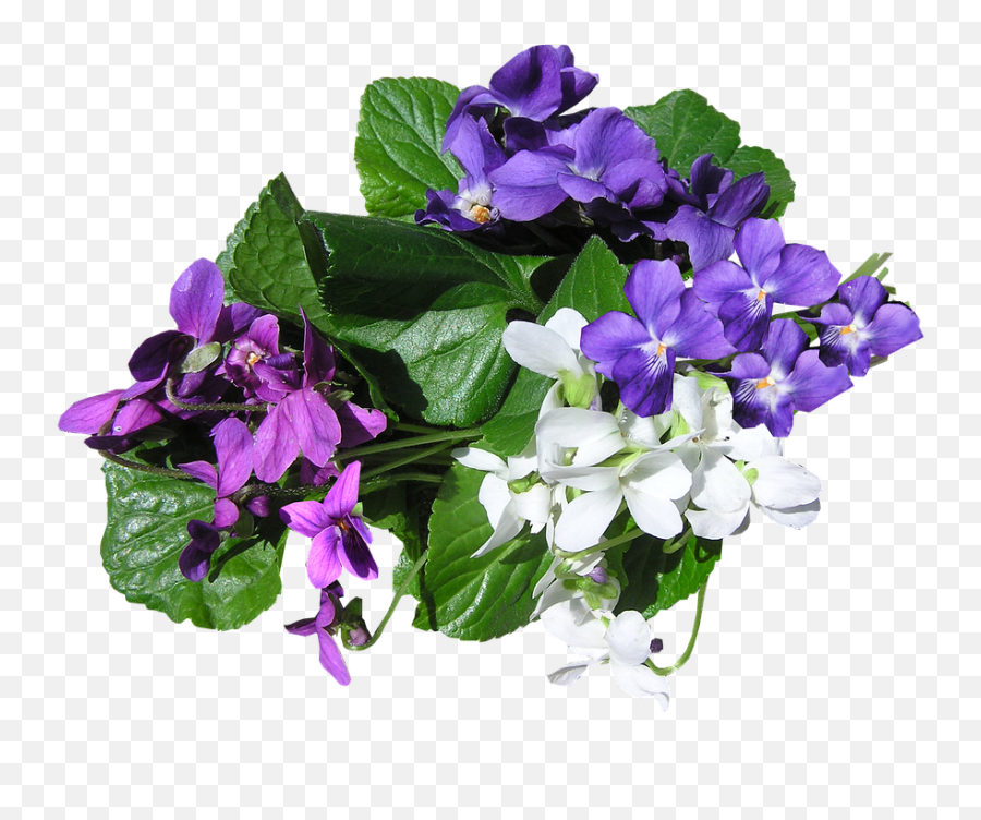 Download Free Png Violets Mixed Colors - Violetas Png,Violets Png