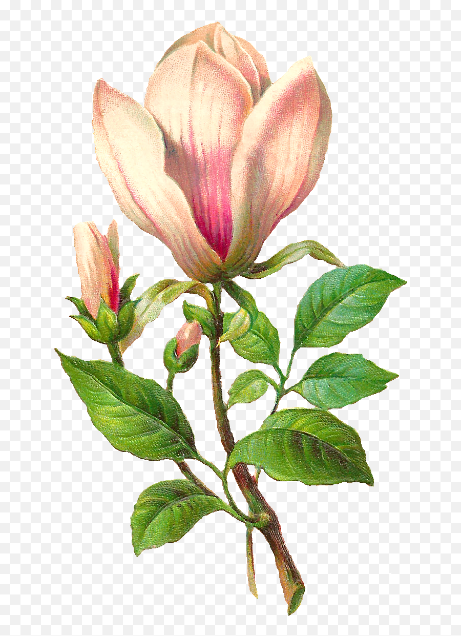 Download Flower Botanical Png Image - Magnolia Flower Botanical Illustration,Botanical Png