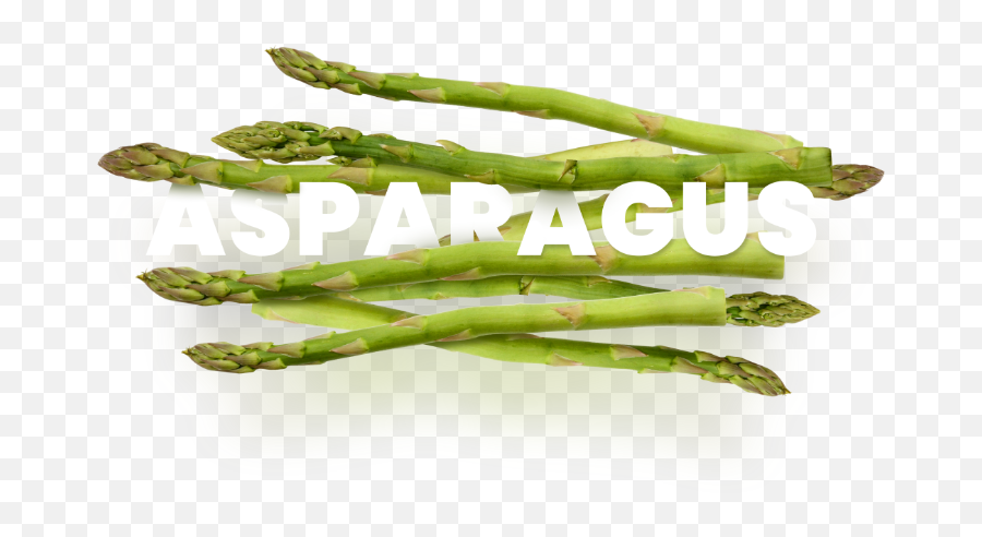 Asparagus - Terra Exports Asparagus Png,Asparagus Png