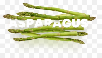 Asparagus - Terra Exports Asparagus Png,Asparagus Png