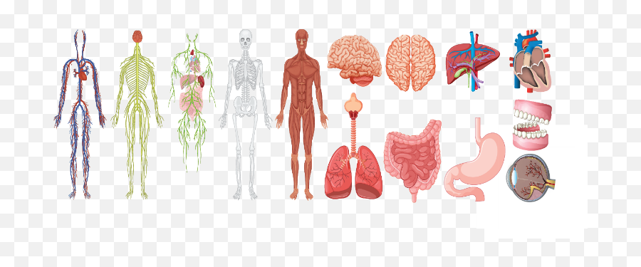 What Are The Parts That Make Up A Human Heart Diagrams And More - Anatomy Set Systems Png,Human Heart Png