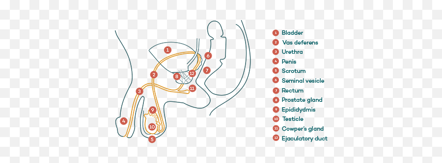 Blood In Semen - Causes U0026 Treatment Healthy Male Illustration Png,Semen Png