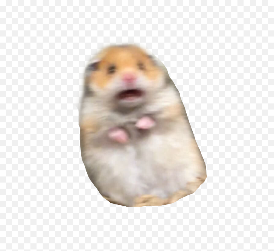 Popular And Trending Hamster Stickers - Hamster Meme Sticker Png,Hamster Png