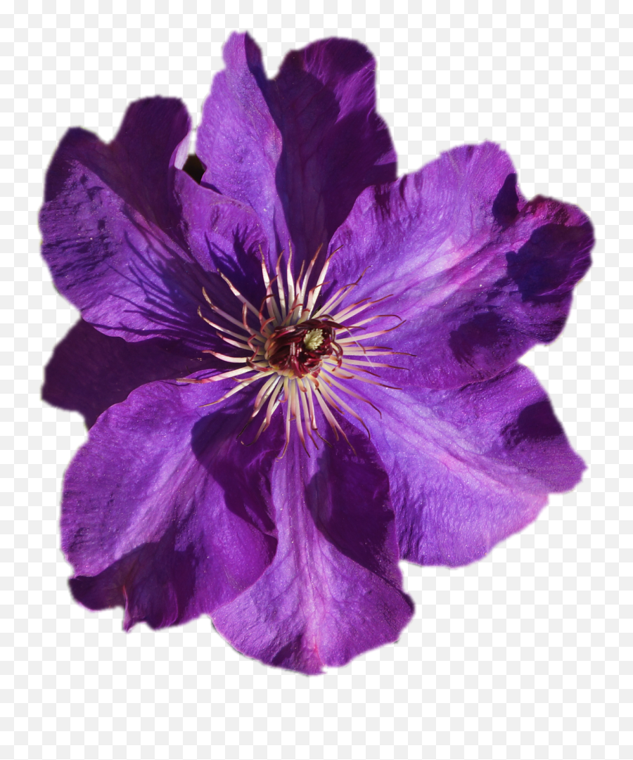 Clematis Purple Transparent - Free Photo On Pixabay Purple Flower Transparent Png,Violet Png