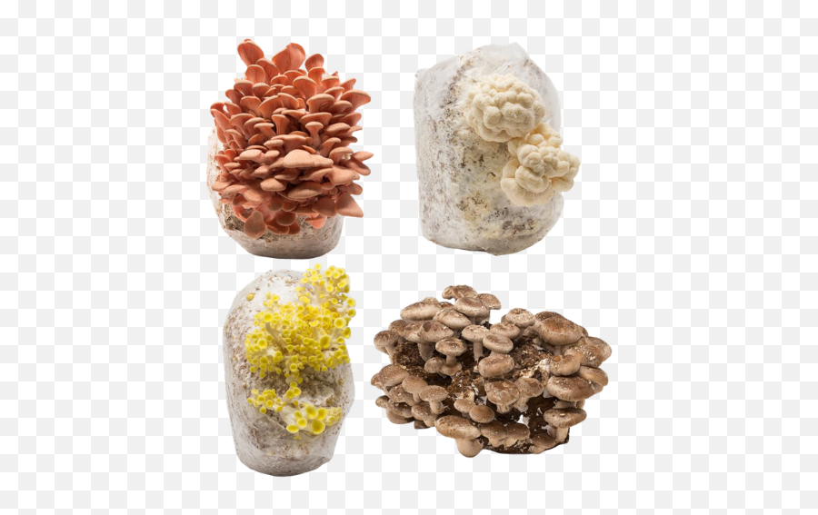 Mushroom Mini - Farms Variety Pack Aquarium Decor Png,Mushroom Transparent
