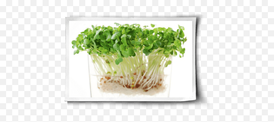 Sprouting An Easy Healthy Guide - Green Lentil Germination Png,Sprout Png