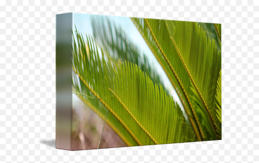 Palm Fronds By Karen Adams - Fresh Png,Palm Fronds Png