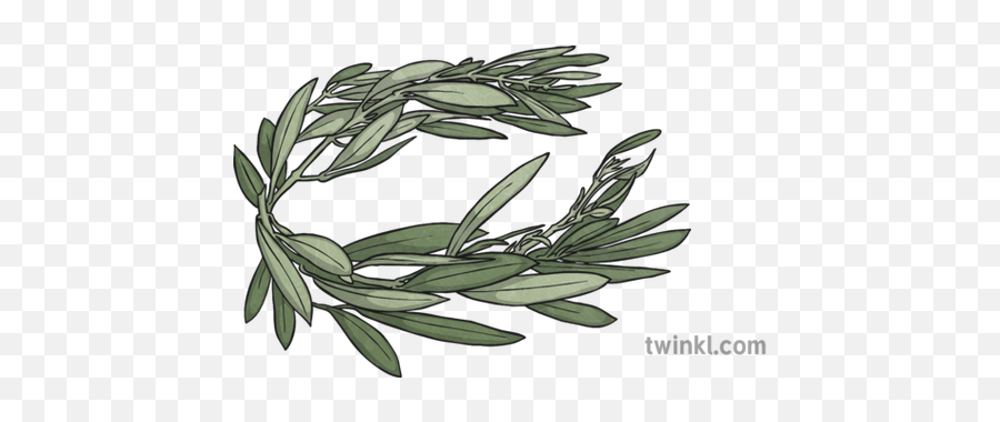 Olympic Olive Leaf Crown Illustration - Twinkl Drawing Png,Crown Png