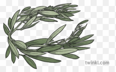 Olympic Olive Leaf Crown Illustration - Twinkl Drawing png