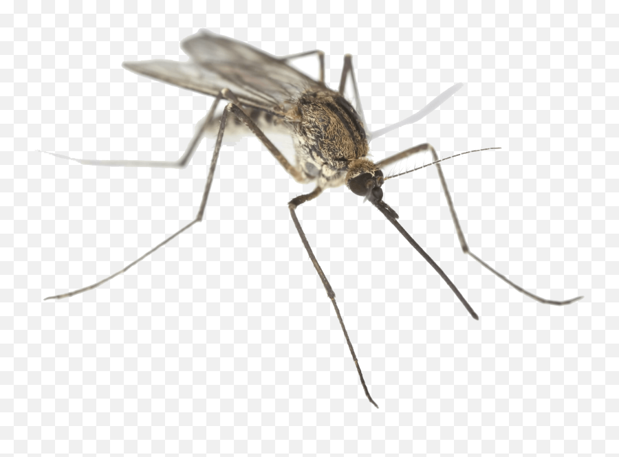 Fly Clipart Mosca - Mosquito On White Background Png,Fly Transparent Background