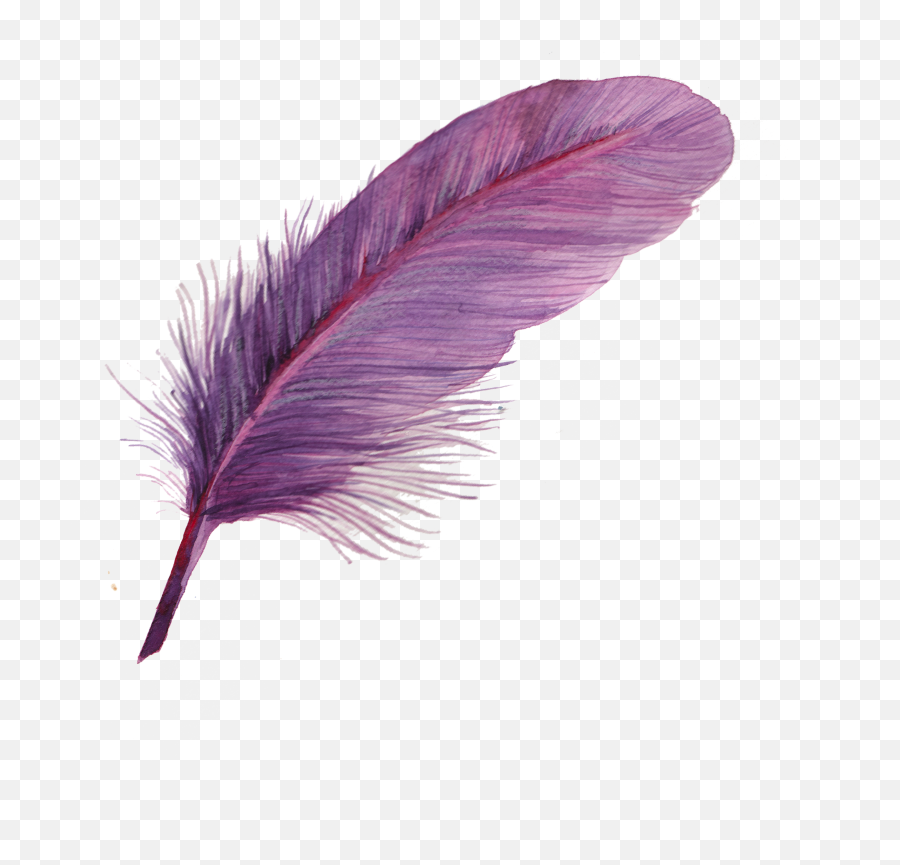 Feather Icon - Purple Feather Png,Indian Feather Png