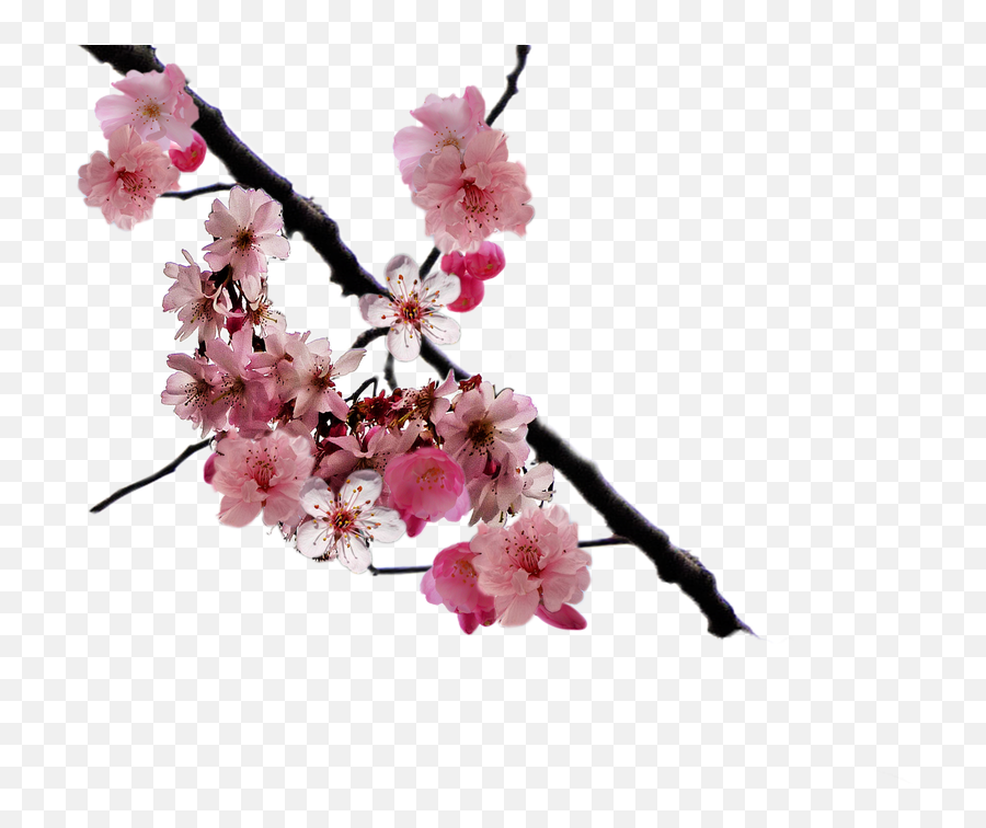 Download Cherry Blossom Branch Png By - Cherry Blossom Png Real,Cherry Blossom Branch Png