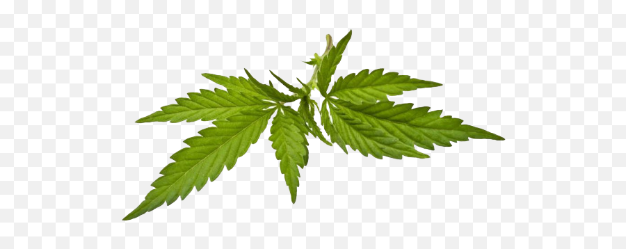 Cannabis Joint Blunt - Cannabis Png Download 650431 Marijuana,Marijuana Leaf Transparent
