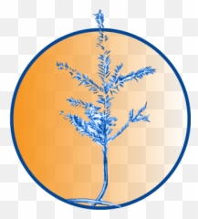 Russell Grimaldi U2013 Human Development - Tree png