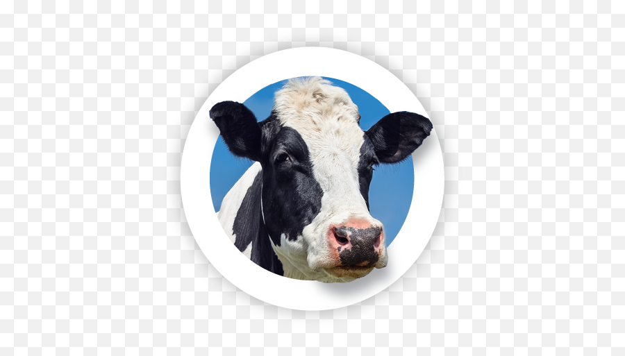 About Us - Plexxis Software Software For Construction Cow Png,Cow Head Icon