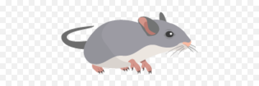 Voles Rat To Apk 30 - Download Apk Latest Version Rodents Vector Png,Rat Icon