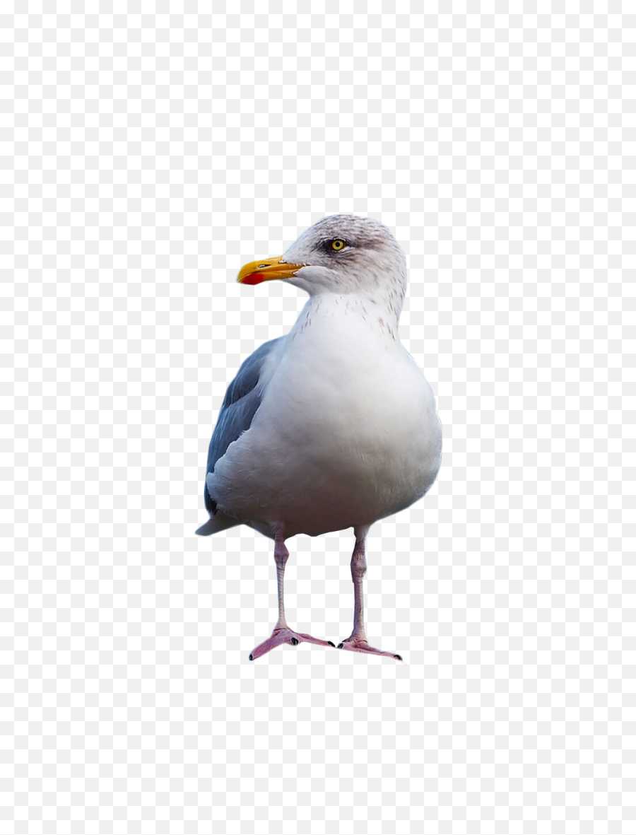 Gull Standing Png Image - Png Transparent Background Seagull Png,Seagull Png