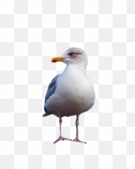 Gull Standing Png Image - Png Transparent Background Seagull Png,Seagull Png