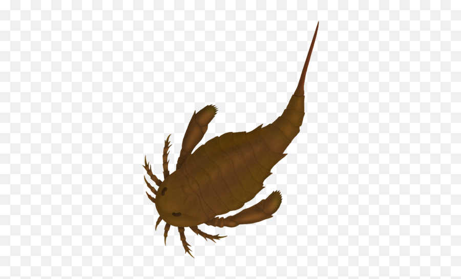 Eurypterid - Wikiwand Accurate Sea Scorpion Png,Cephalon Fragment Icon