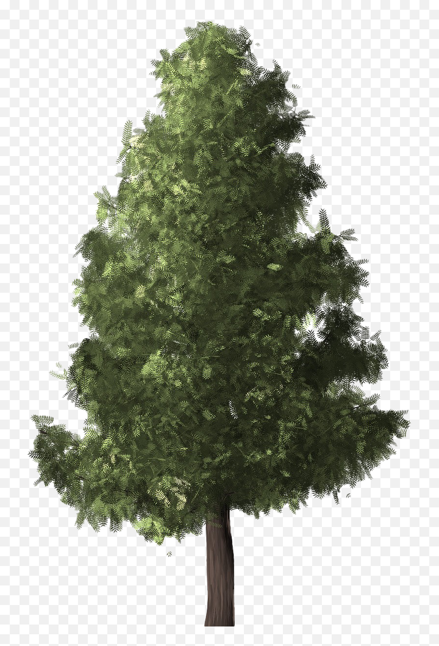 Evergreen Png Transparent Image - Evergreen Png,Evergreen Png