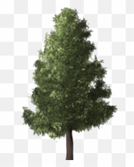 Evergreen Png Transparent Image