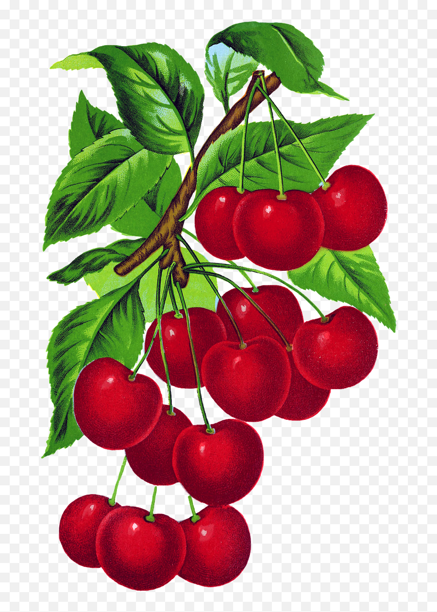 Cherries Vintage Cherry - Free Image On Pixabay Cherry Vintage Png,Cherries Png