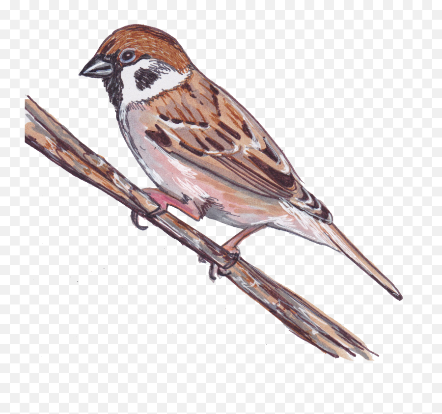 Eurasian Tree Sparrow - Lark Clipart Png,Sparrow Png