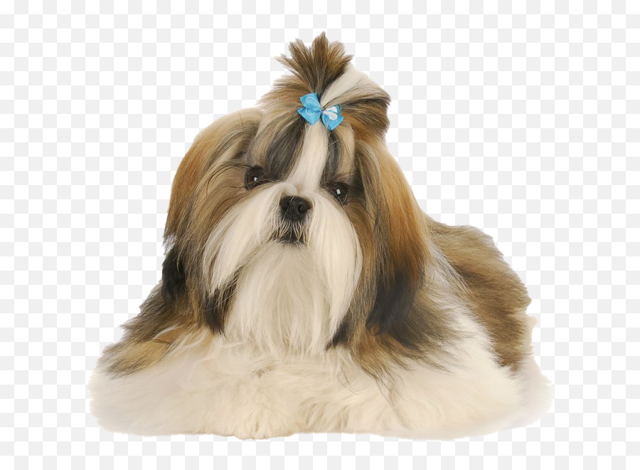 Shih Tzu Png Clipart Mart - Small Hairy Dog Breeds,Puppy Clipart Png