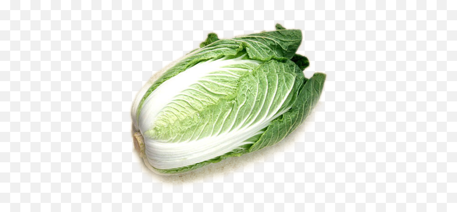 Chinese Cabbage Transparent Background - Chinese Cabbage Transparent Background Png,Cabbage Transparent