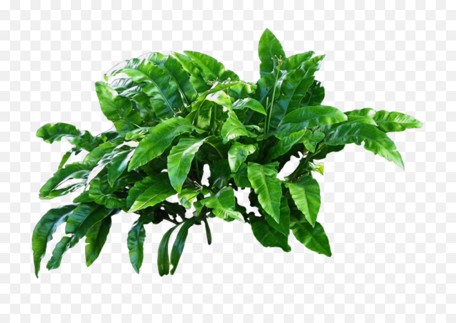 Basil Png Images - Free Png Library Green Plants Png,Basil Png