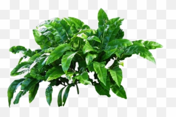 Basil Png Images - Free Png Library Green Plants Png,Basil Png
