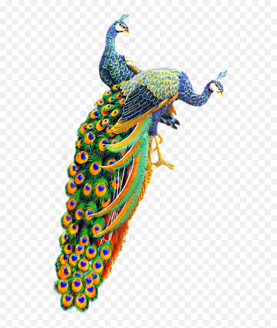 Tubes Oiseaux Feeriques Photoshop Png Peacock