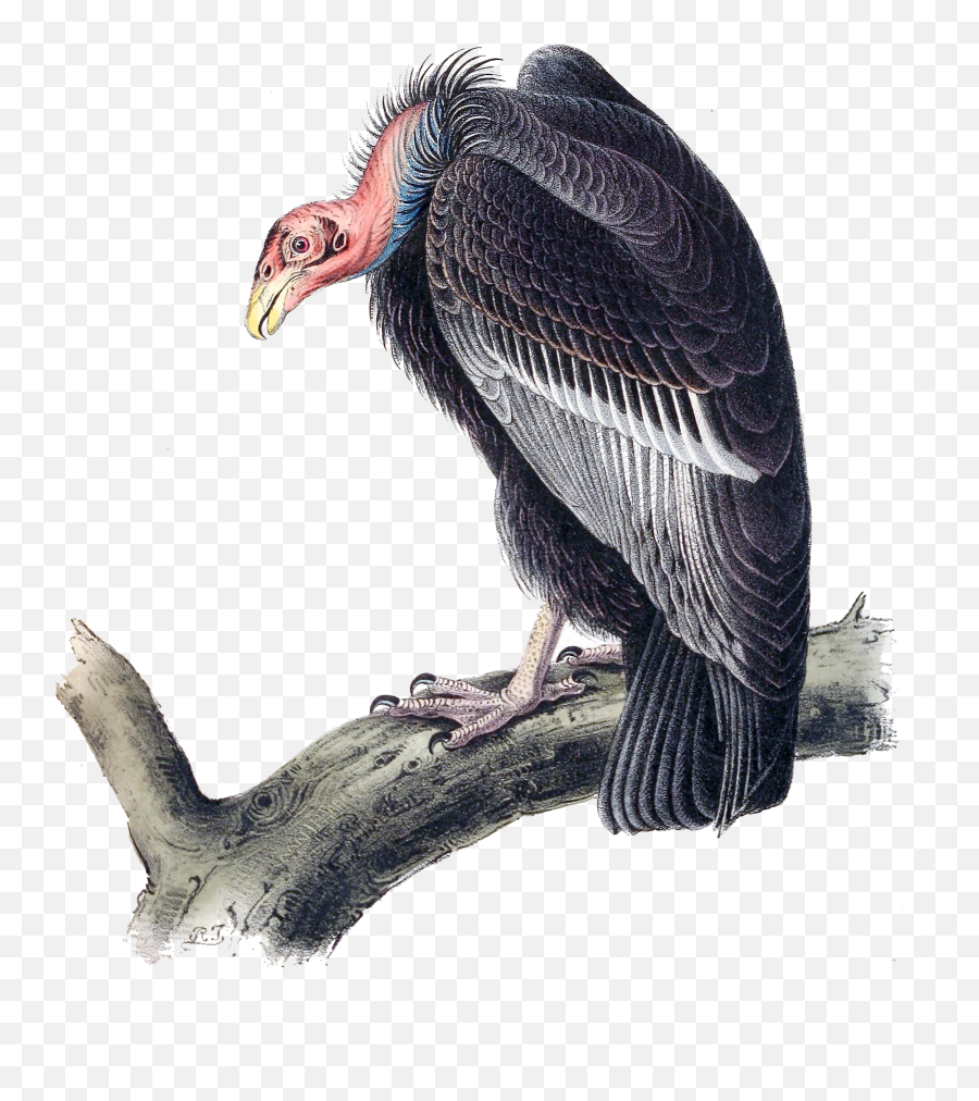 Californian Turkey Vulture - Vulture Png,Vulture Png