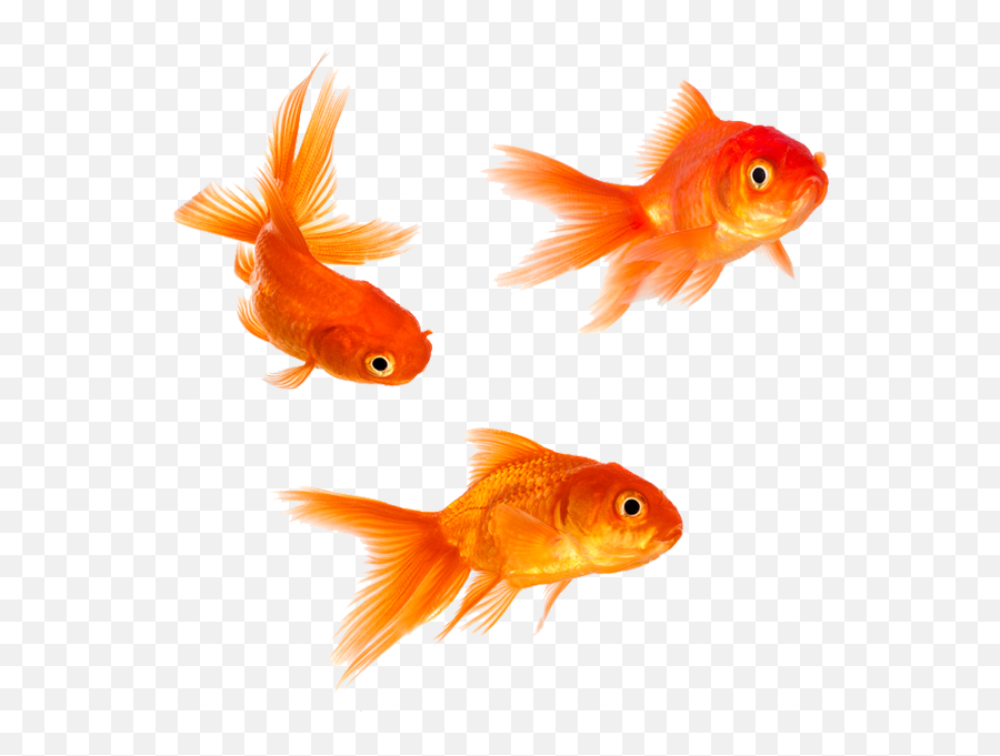 Download Animal Magic Goldfish Png - Transparent Background Fish Png Transparent,Goldfish Transparent Background