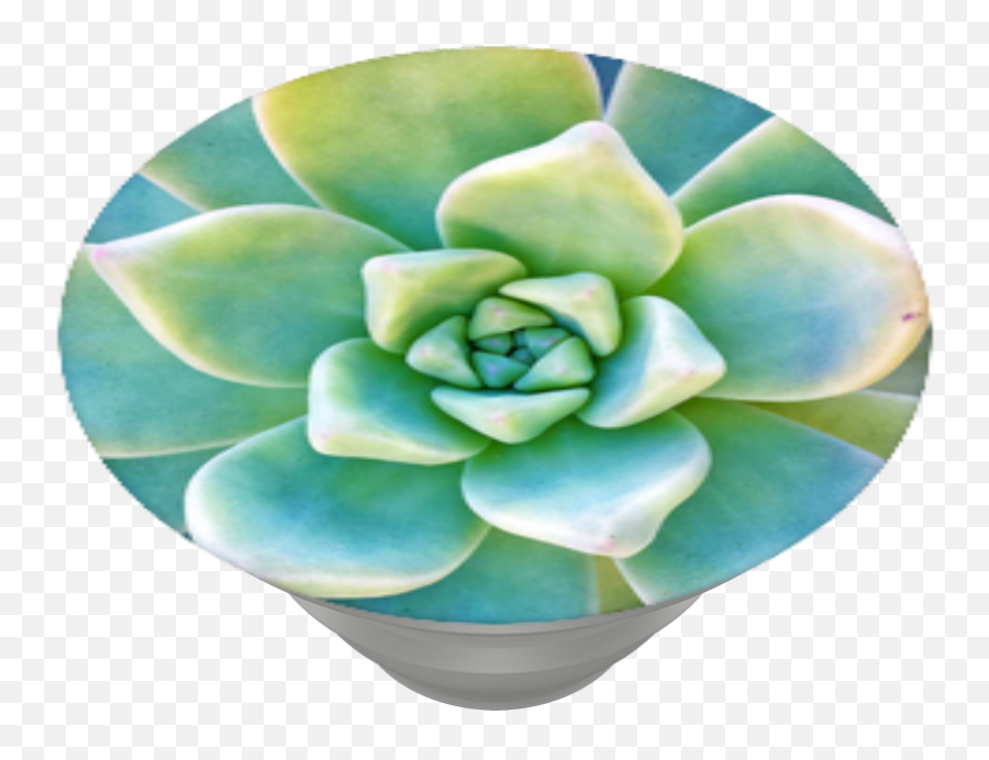 Download Hd Now Thatu0027s Succulent Popsockets - White Mexican White Mexican Rose Png,Succulent Transparent Background