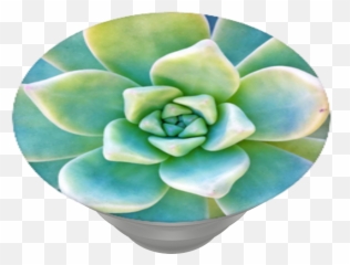 Download Hd Now Thatu0027s Succulent Popsockets - White Mexican White Mexican Rose Png,Succulent Transparent Background