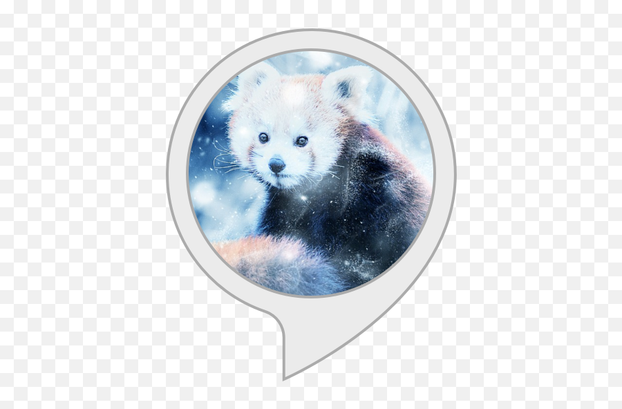 Amazoncom Red Panda Facts Alexa Skills - Wall Clock Png,Red Panda Transparent