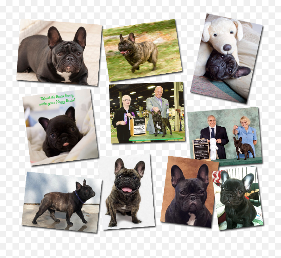 French Bulldog Png - French Bulldog Pictures French French Bulldog,Bulldog Png