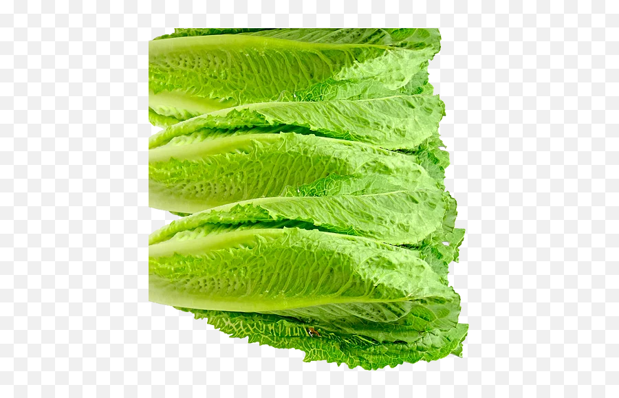 One Source Of Romaine Related E Coli Outbreak Found So Far - Superfood Png,Romaine Lettuce Png