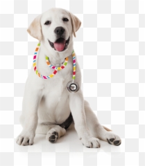 Download Find A Vet - Petstock Vet Png,Veterinarian Png